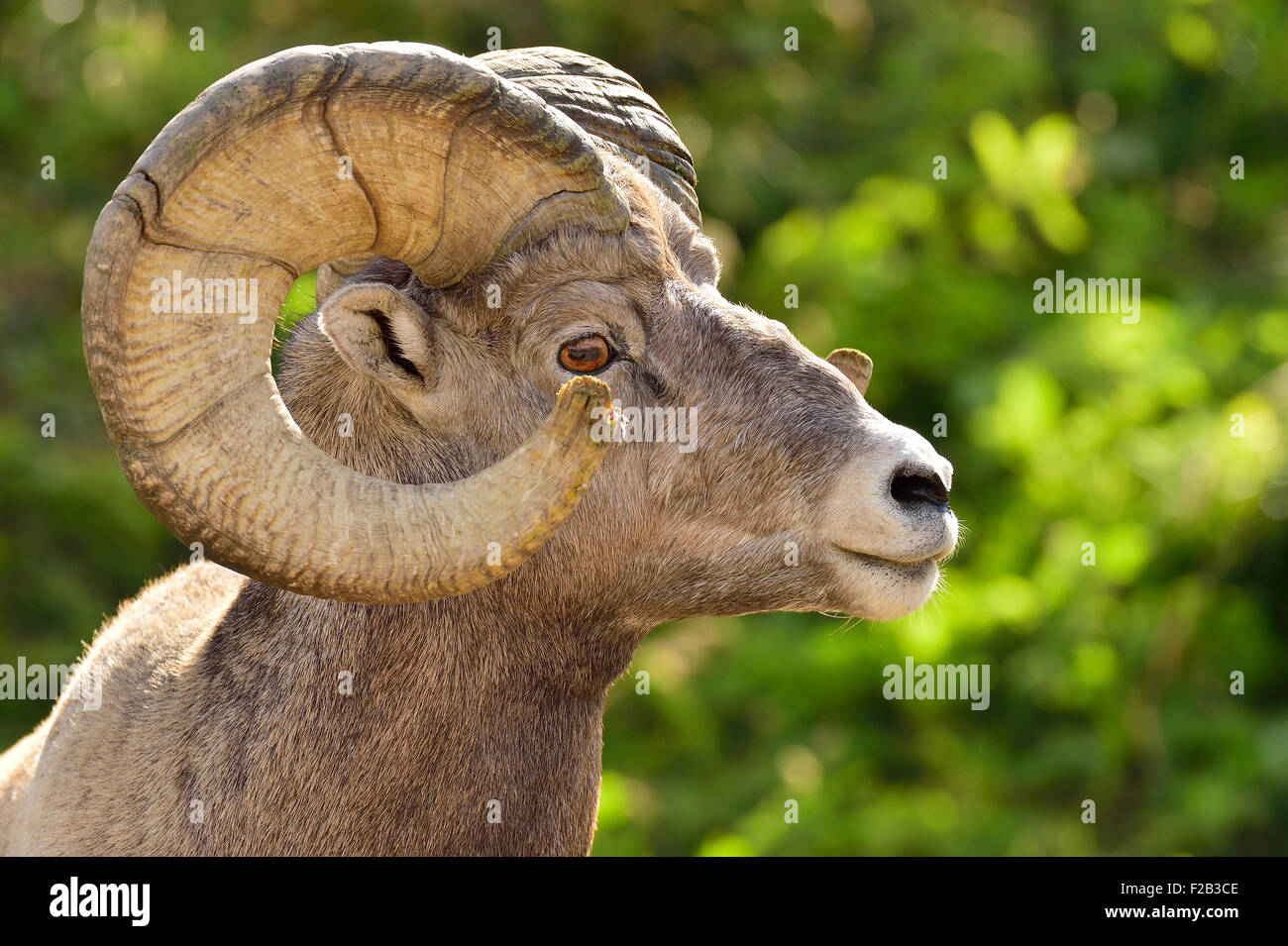 A side view portrait image of a wild rocky mountain bighorn sheep  Orvis canadensis; showing the growth rings in his horns Stock Photo