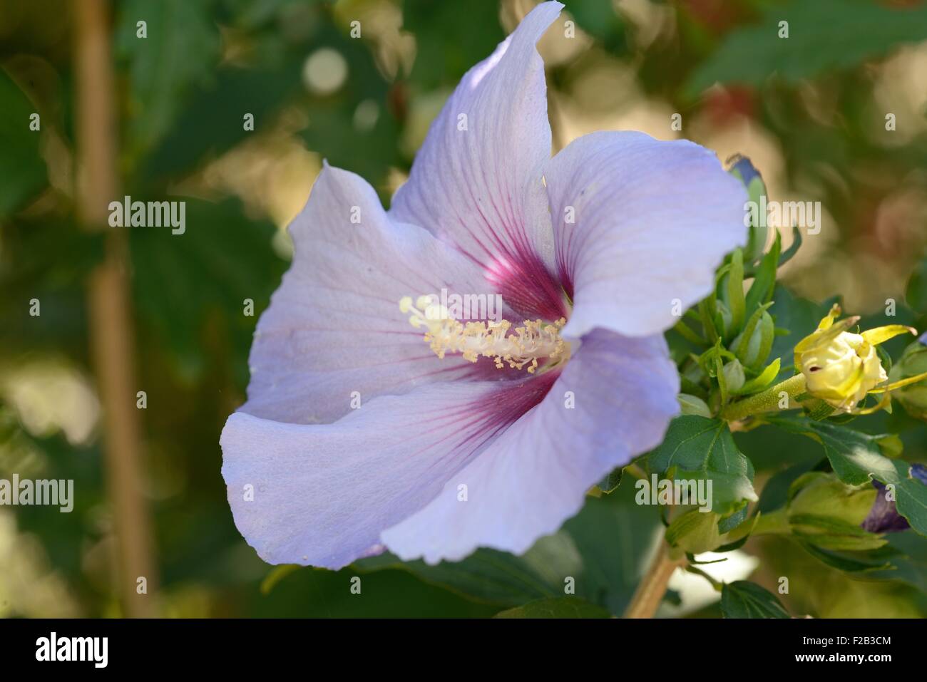 Blue hibiscus hibiscus syriacus blue hires stock photography and