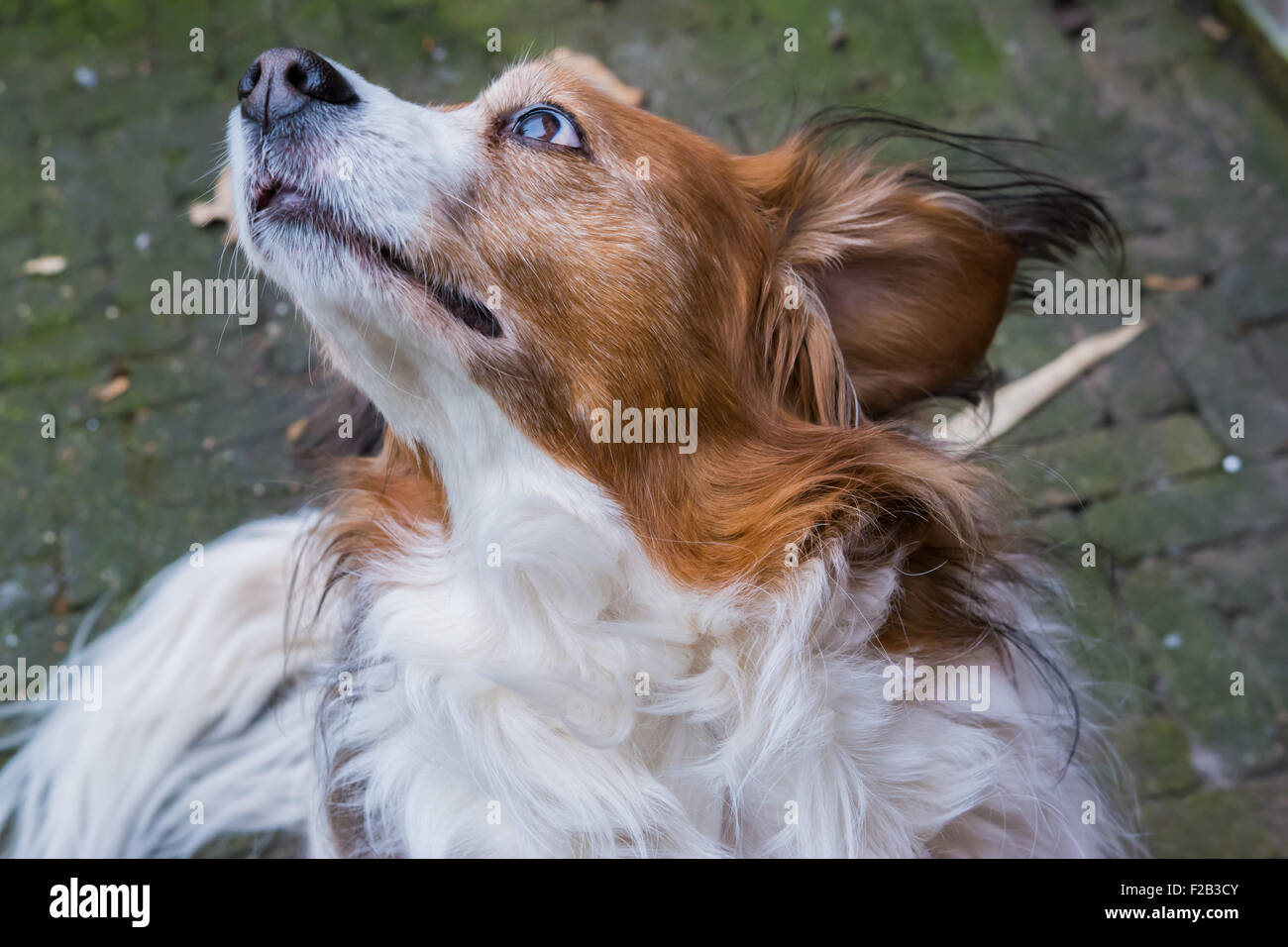 Dog posing with his head in the air Stock Photo