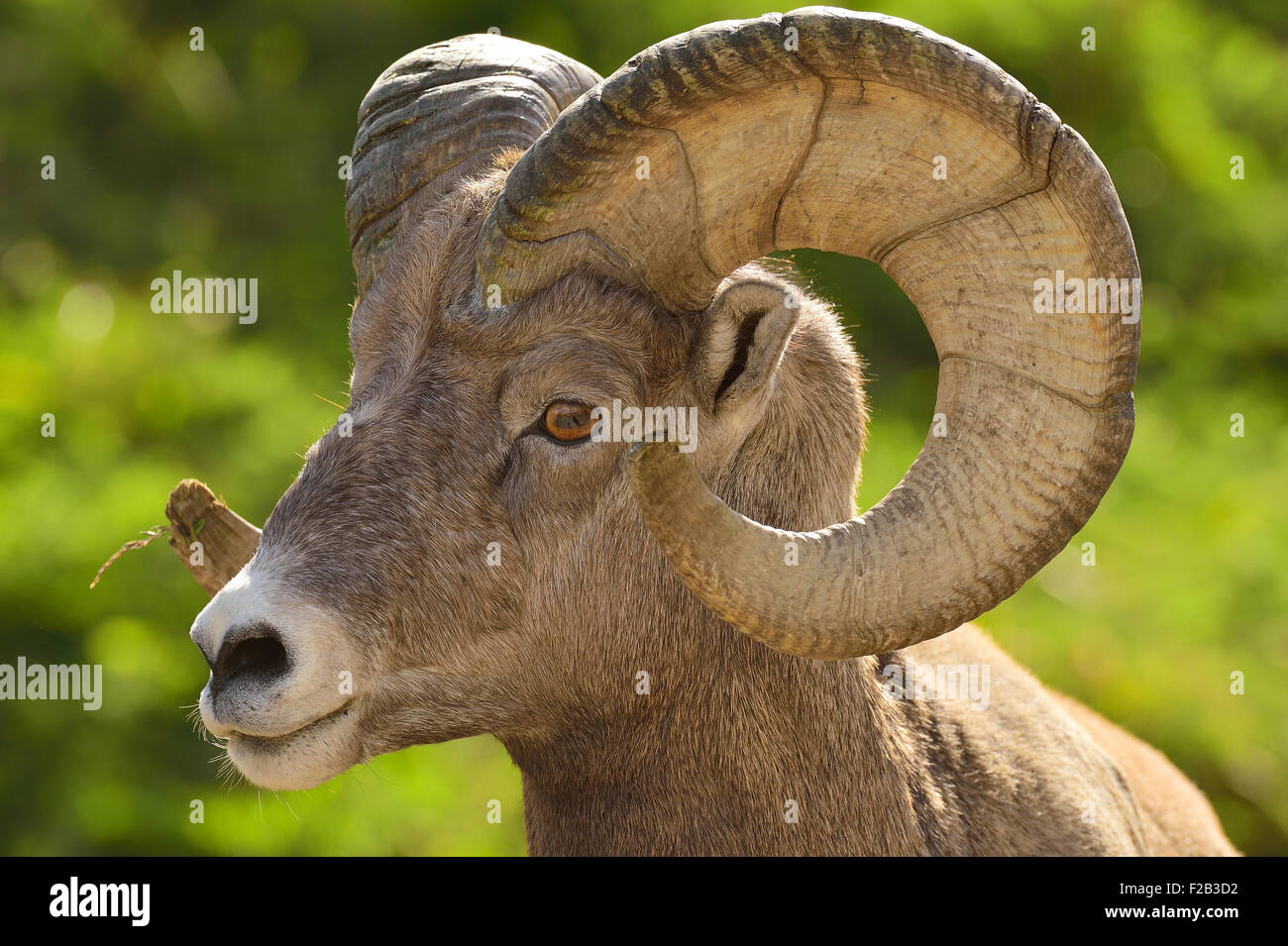 A close up side view of a rocky mountain bighorn ram, Orvis canadensis;showing the growth rings