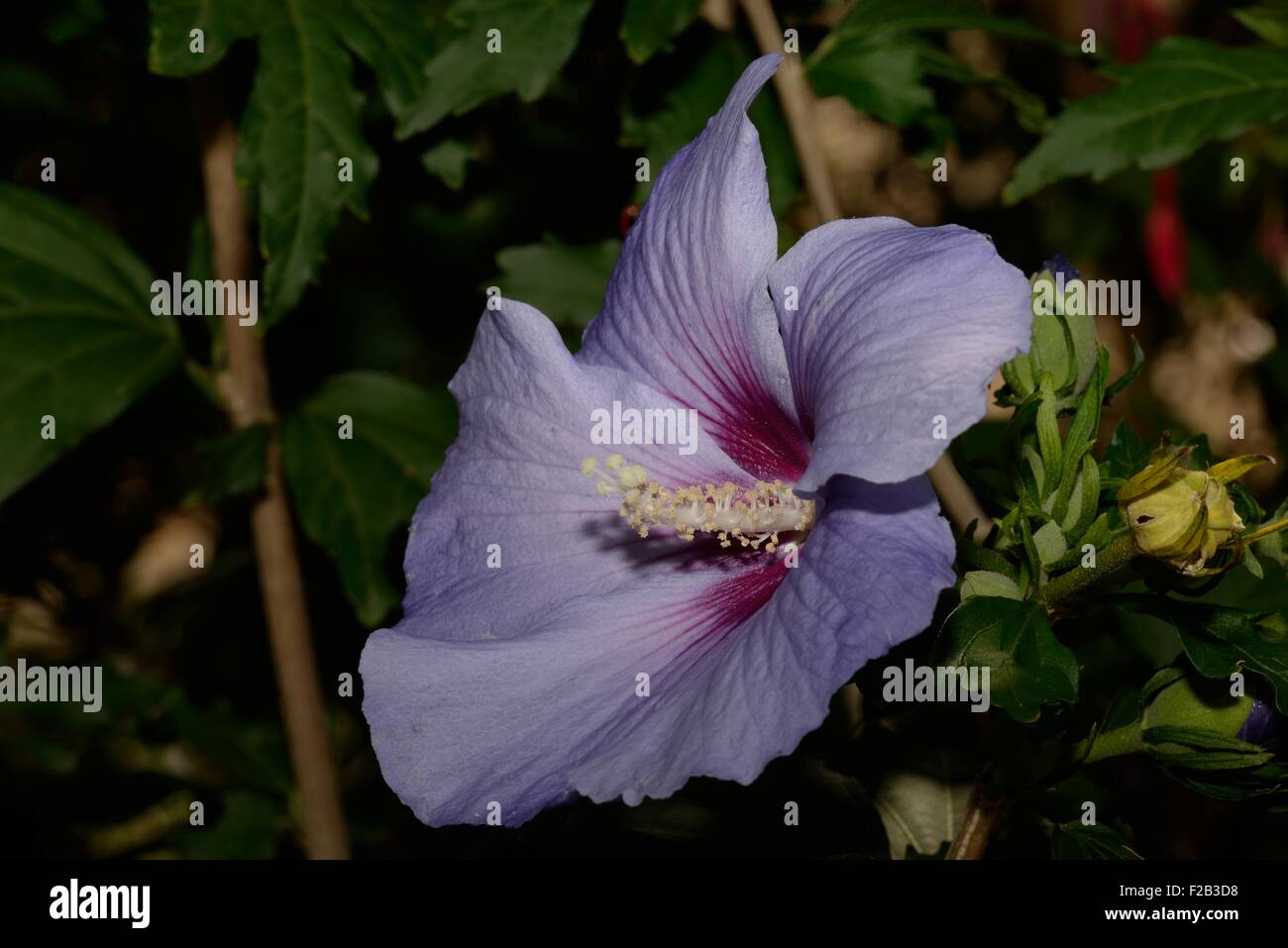 Syriacus hi-res stock photography and images - Alamy