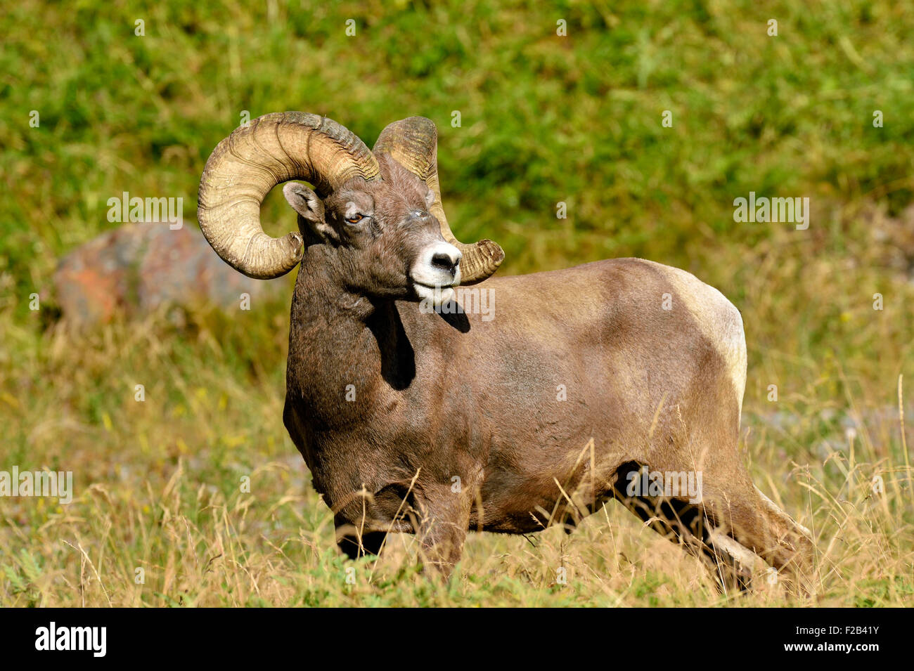 A wild rocky mountain bighorn sheep  Orvis canadensis; standing in the lush vegetation Stock Photo