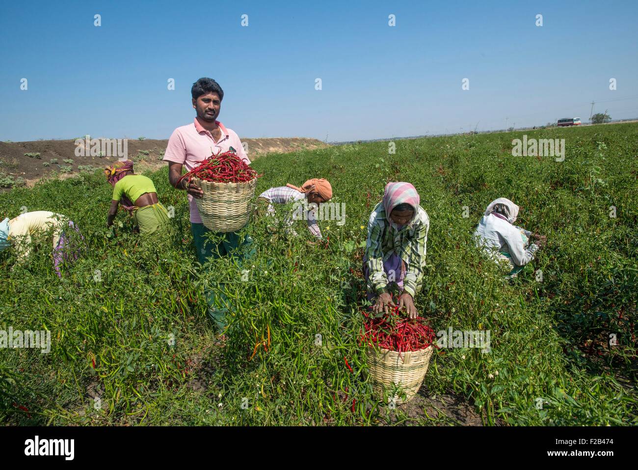 Indian farmers harvest chili peppers in a field June 18, 2015 at Gabbur, district Raichur, Karnataka, India. Stock Photo