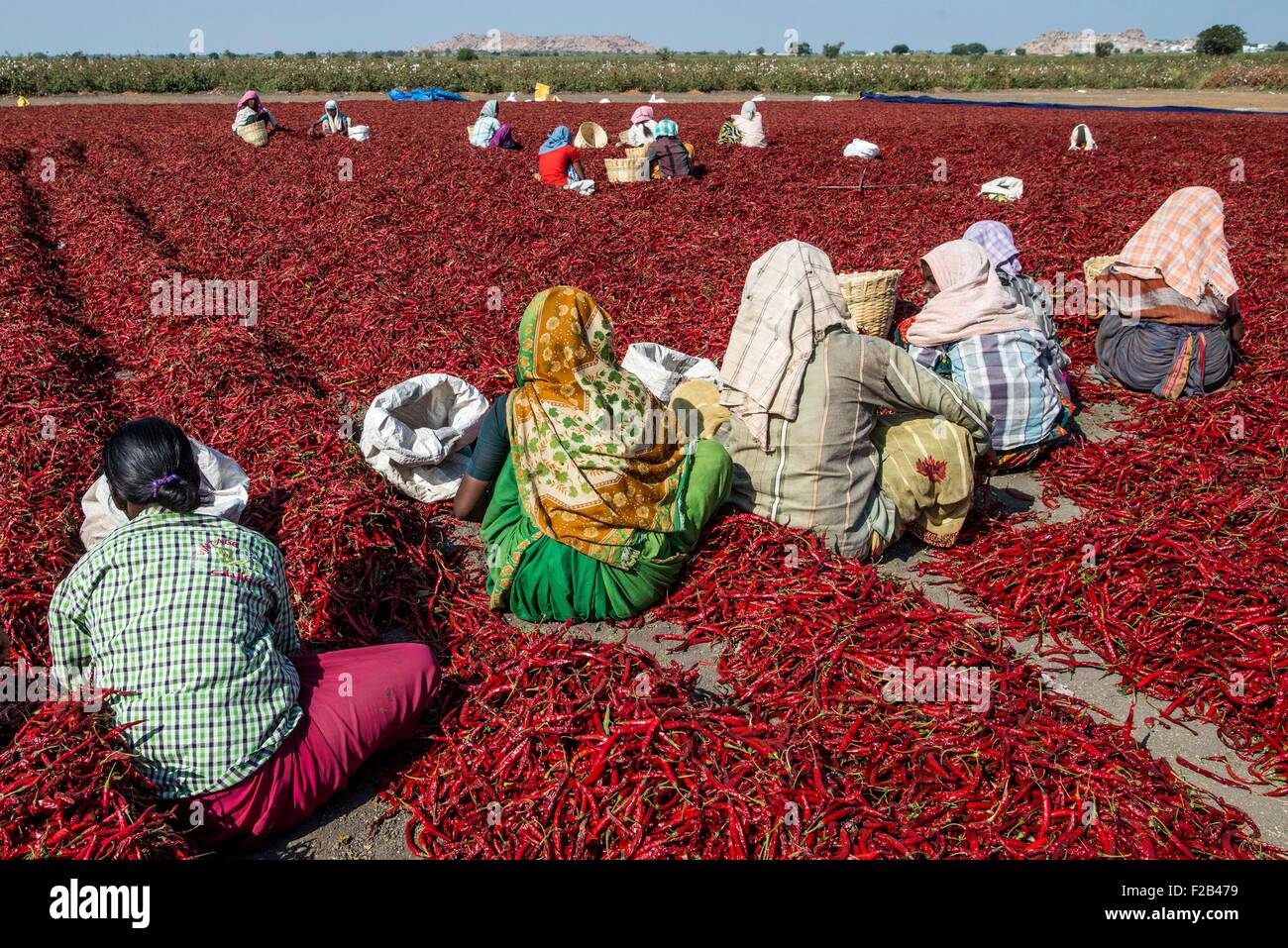 Indian farm workers dry freshly harvest chili peppers June 18, 2015 in Gabbur, district Raichur, Karnataka, India. Stock Photo