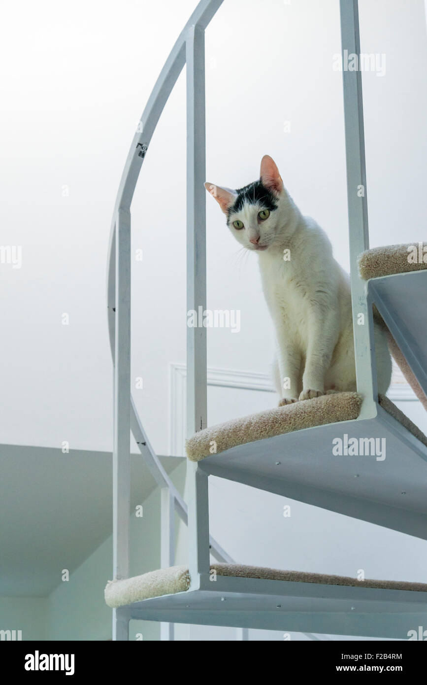 Cat on stairs Stock Photo