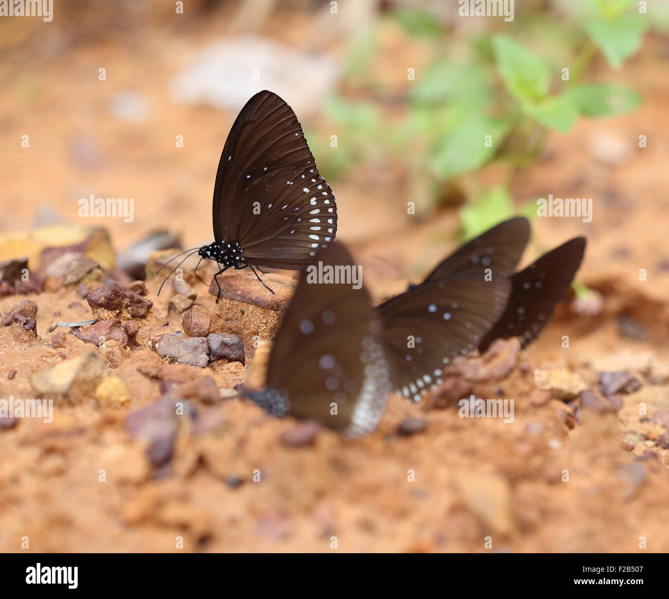 Common Indian Crow butterfly (Euploea core Lucus) on the ground Stock ...