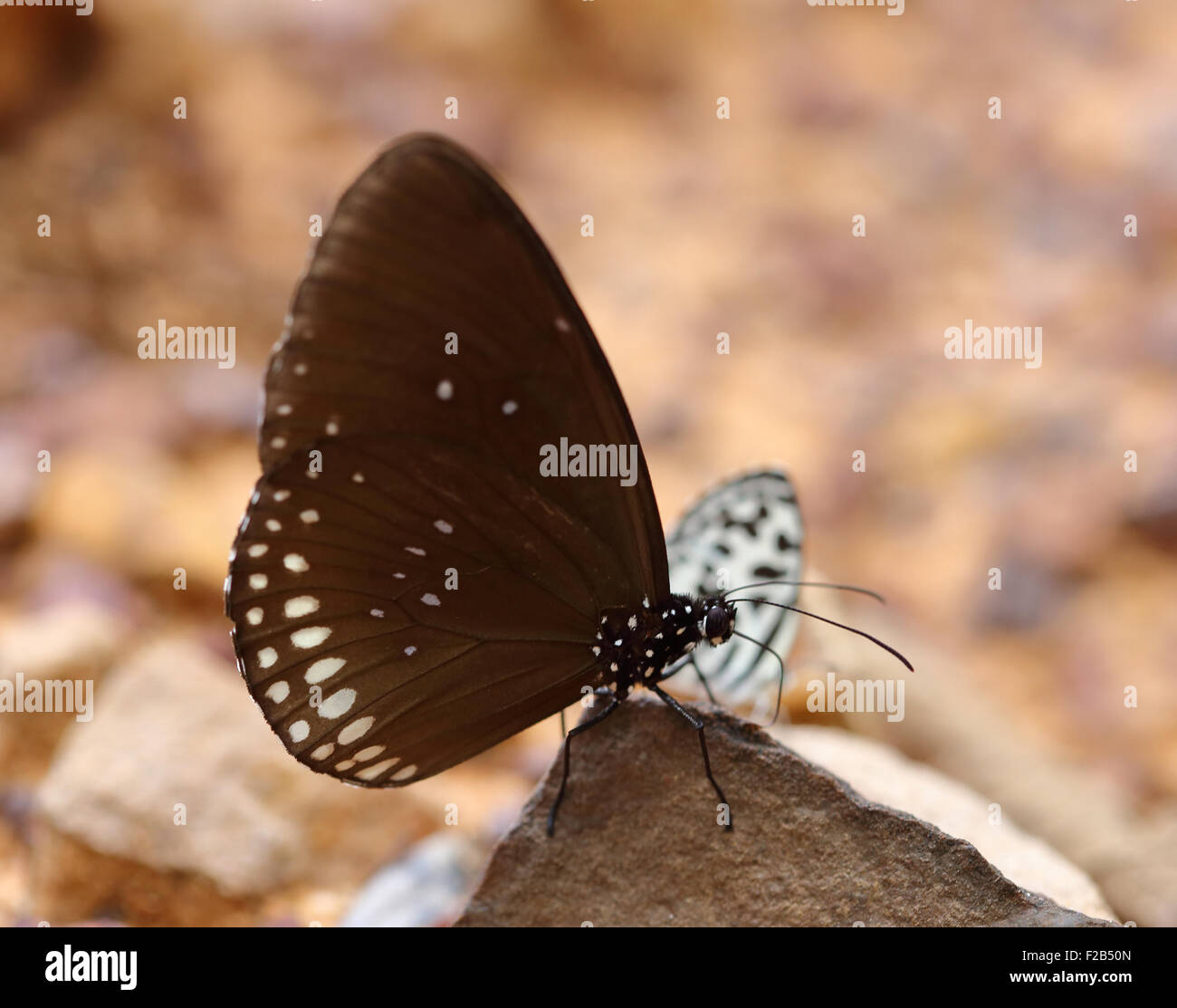 Common Indian Crow butterfly (Euploea core Lucus) on the stone Stock