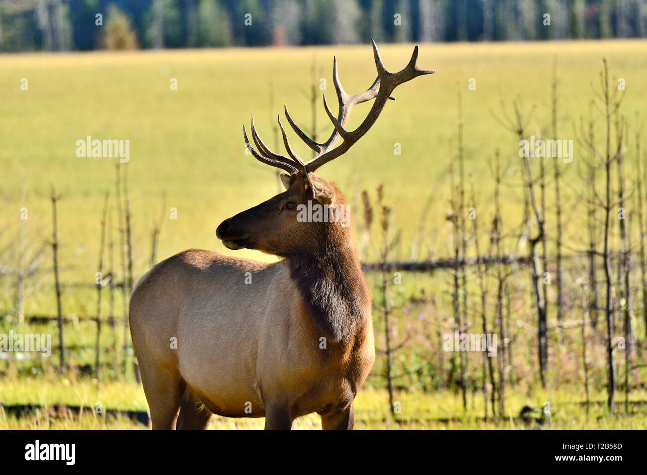 A horizontal image of a bull elk looking back over his shoulder Stock ...