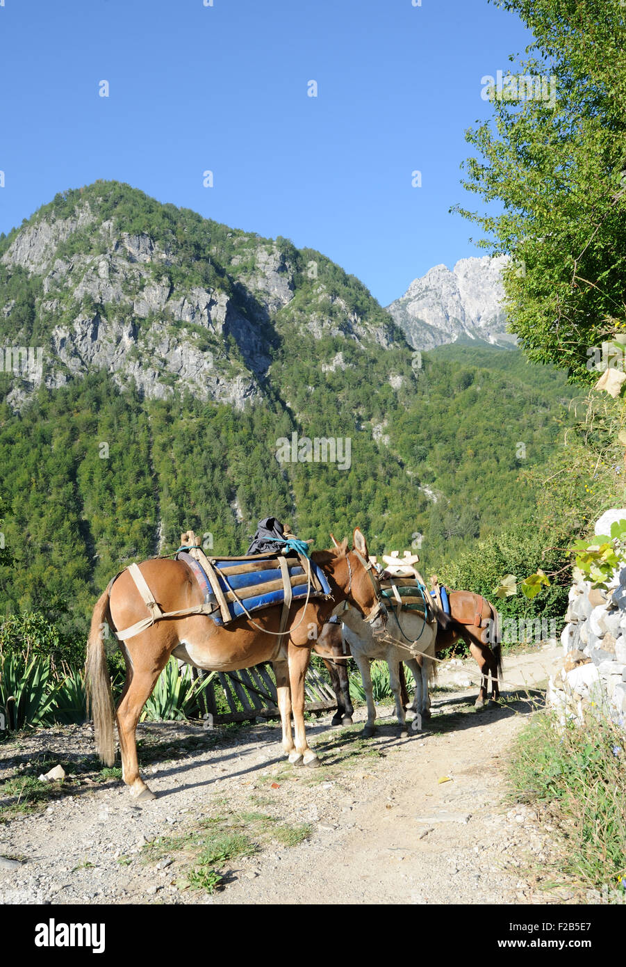 Mules wait to be loaded for the journey uo to the Valbone Pass. Theth, Albania. 04Sep15 Stock Photo