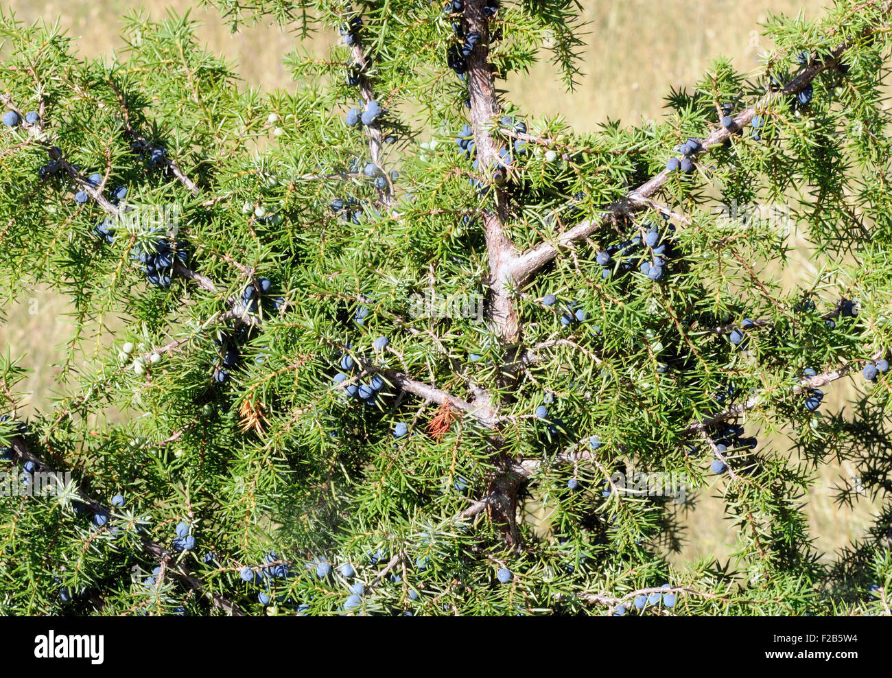 Juniper (Juniperus communis) with ripe female cones, known as berries, growing on a limestone hillside above Theth. Albania Stock Photo
