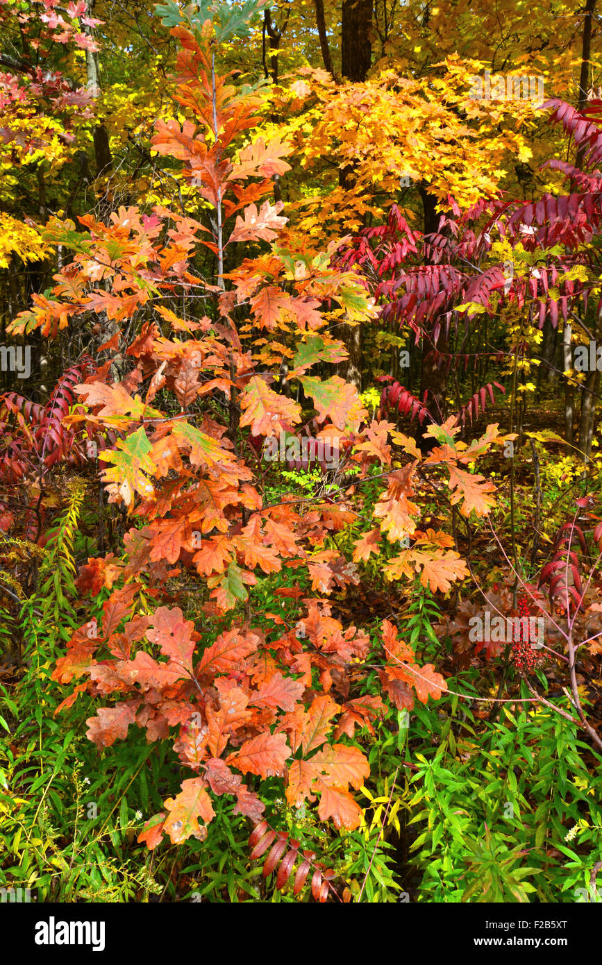 Fall colors come to Marengo Ridge Conservation Area in McHenry County in Illinois Stock Photo