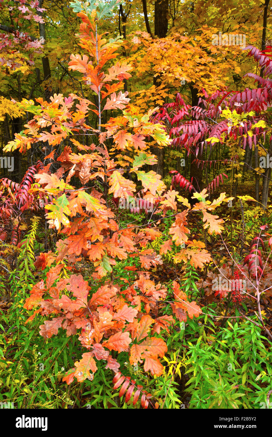 Fall colors come to Marengo Ridge Conservation Area in McHenry County in Illinois Stock Photo