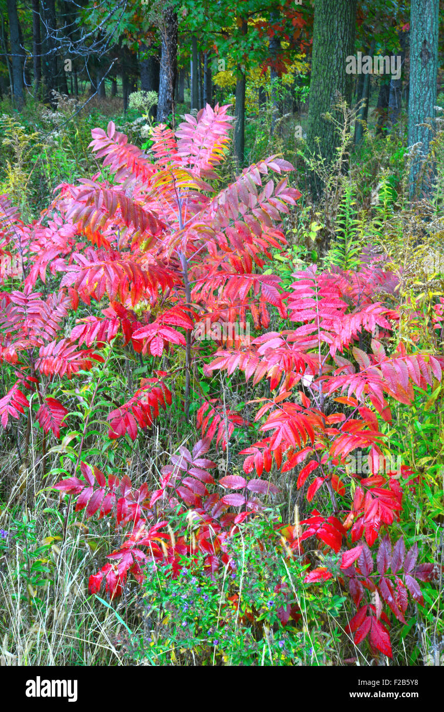 Mountain Sumac at Marengo Ridge Conservation Area in McHenry County in Illinois Stock Photo