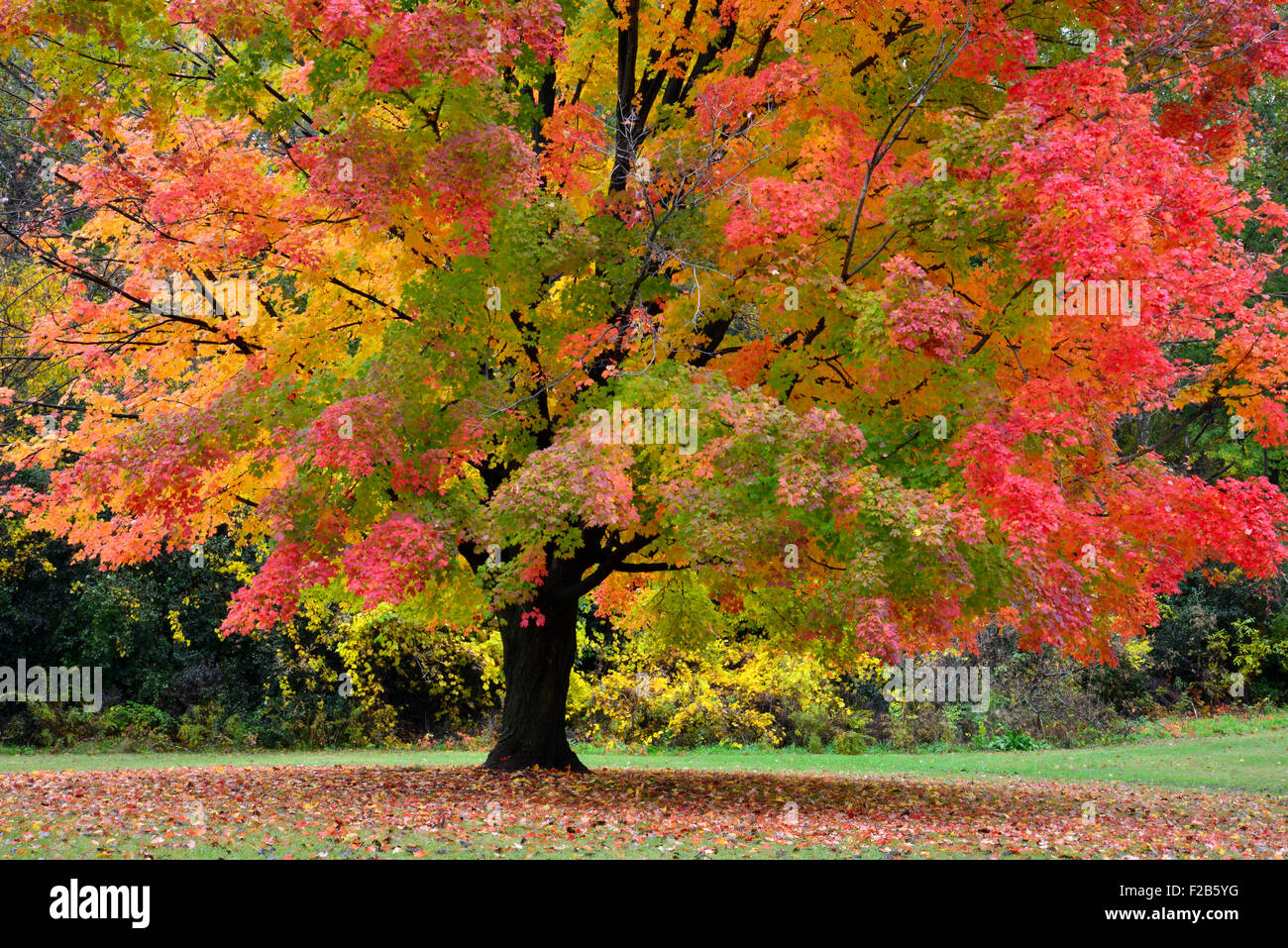 Colorful sugar maple in fall at Ned Brown Forest Preserve, Busse Woods, in Cook County in Illinois Stock Photo
