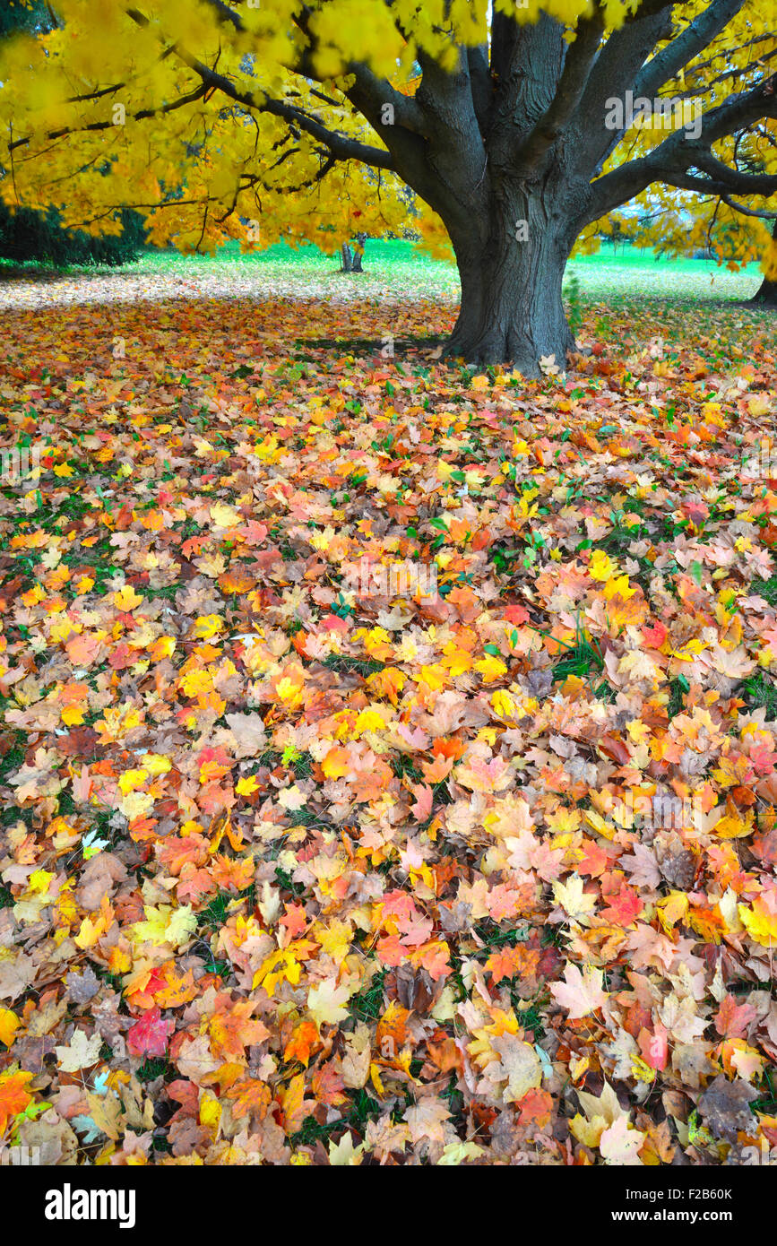 Maple leaf carpet beneath Sugar Maple in unincorporated area of McHenry County in Illinois Stock Photo