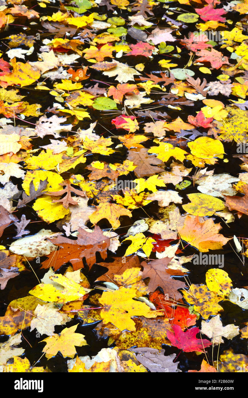 Maple and oak leaves floating on water in upper dells  of  Matthiessen  State Park in central Illinois Stock Photo