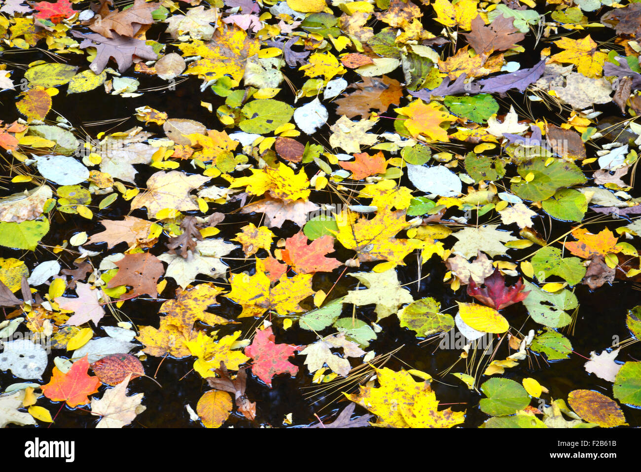 Maple and oak leaves floating on water in upper dells  of  Matthiessen  State Park in central Illinois Stock Photo