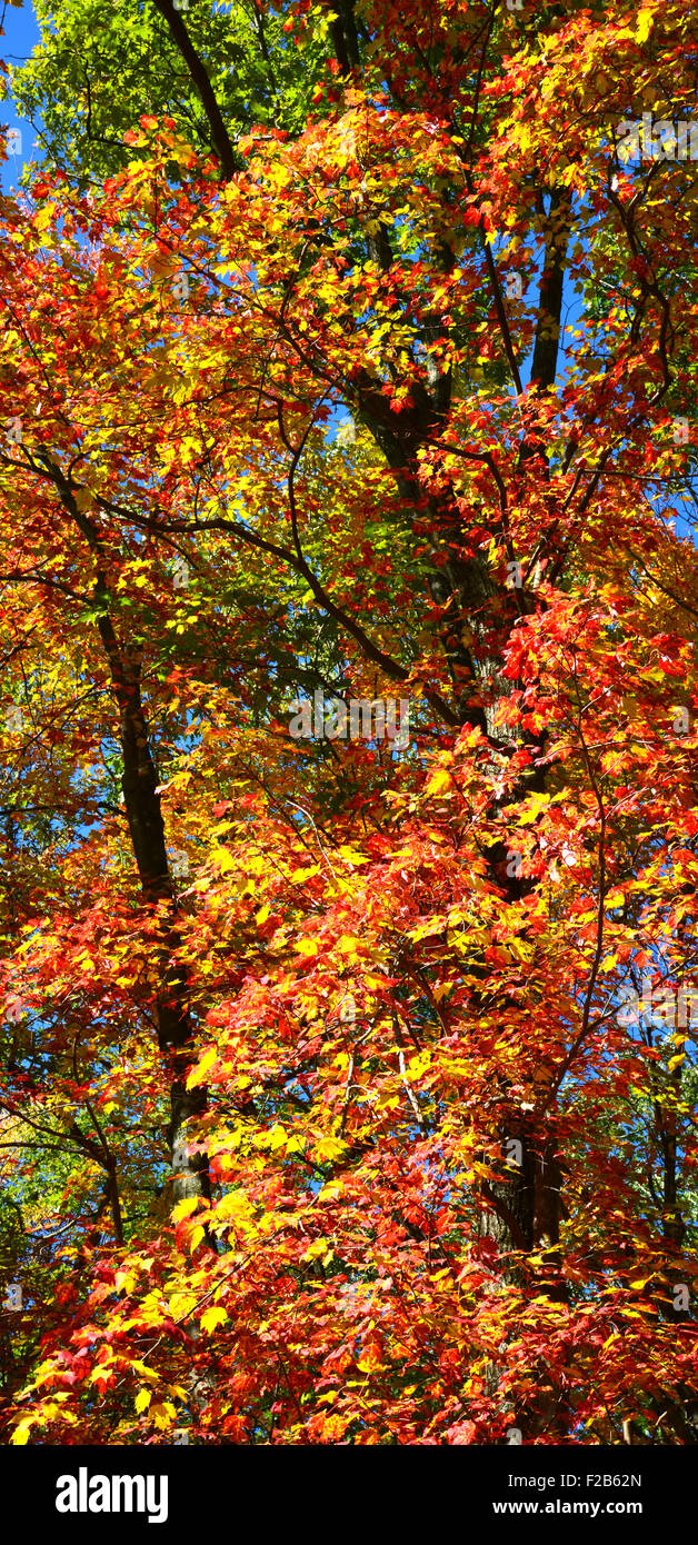 Fall color at Devil's Lake State Park near Baraboo, Wisconsin Stock Photo