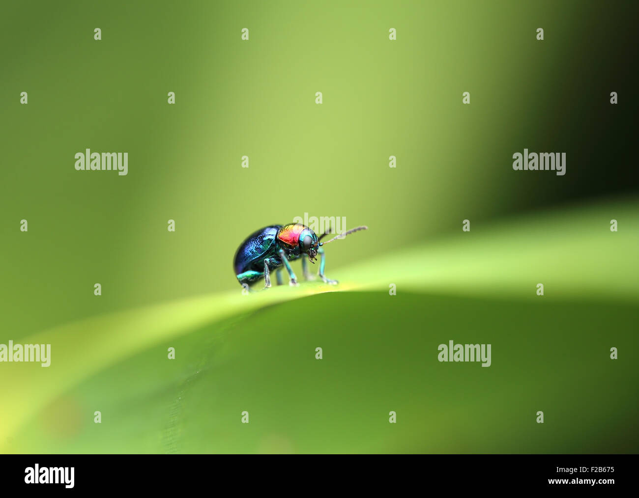 A Beetle perched on a plant leaf. Superfamily Scarabaeoidea, Family Scarabaeidae, Subfamily Rutelinae, Tribe Anomalini, Subtribe Stock Photo