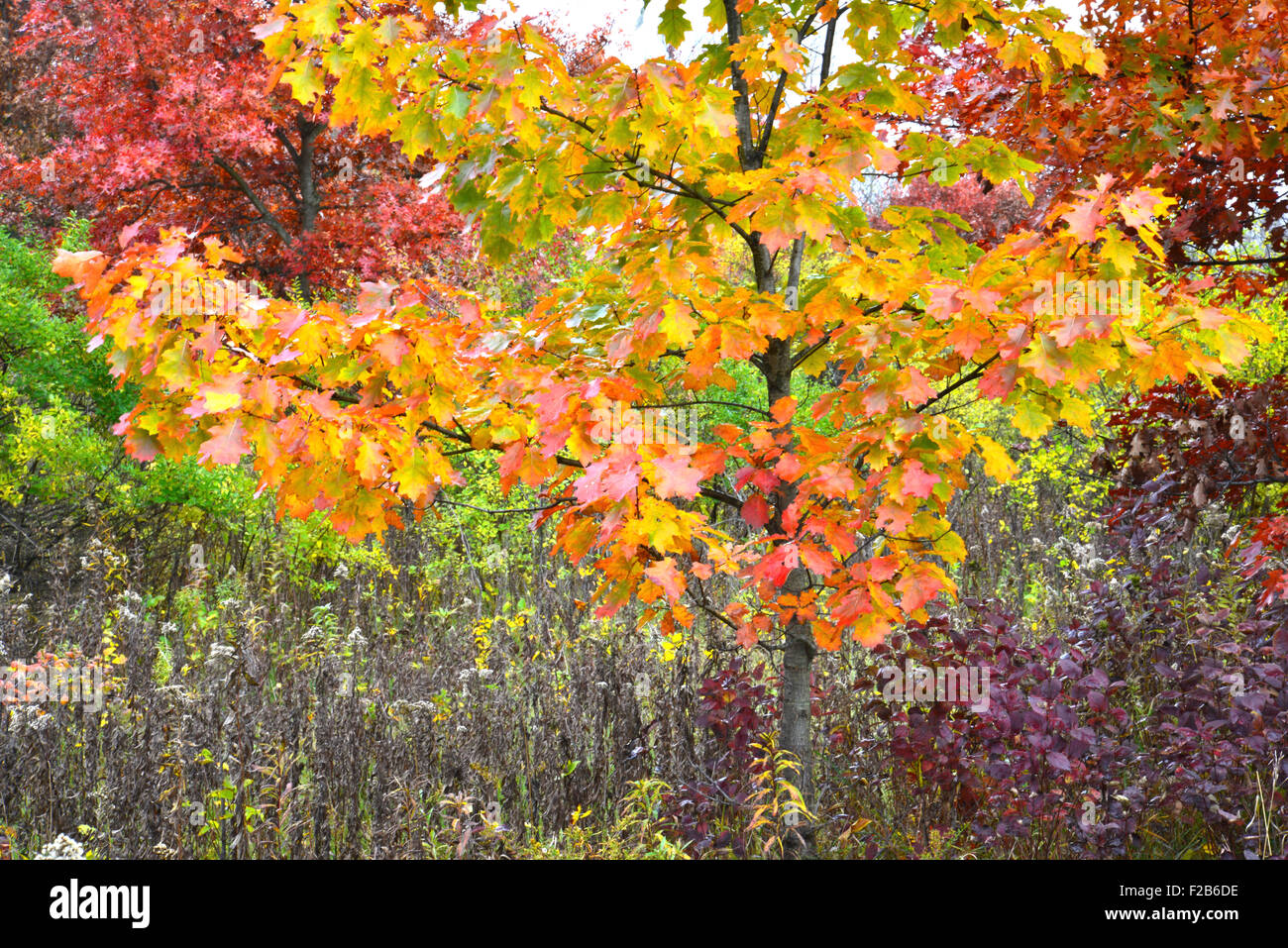 Colorful oak leaves in fall at Glacial Park, now Hackmatack National Wildlife Refuge in McHenry County in Illinois Stock Photo