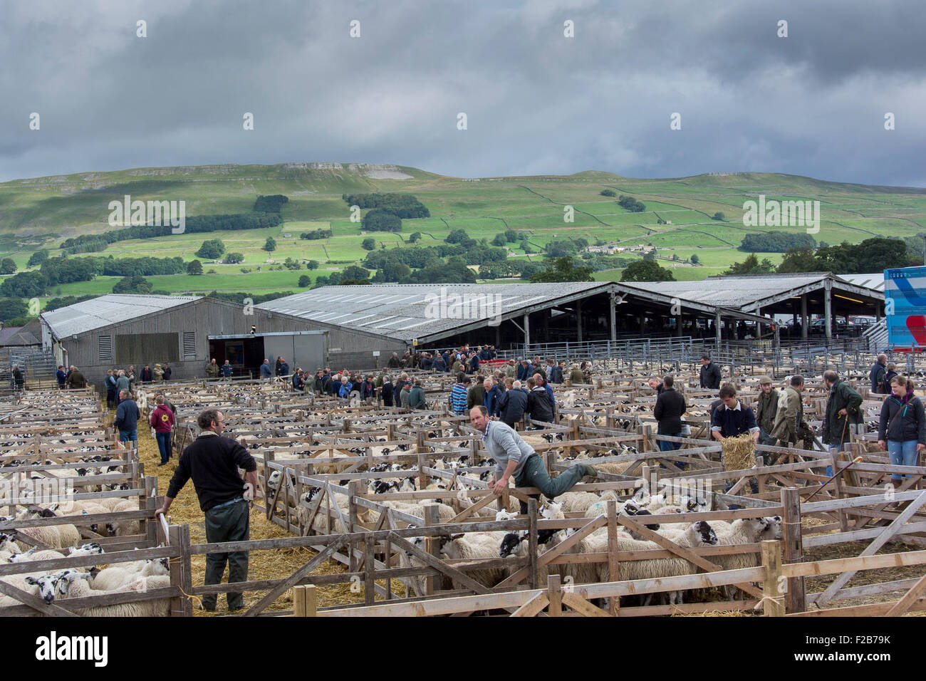 Hawes, North Yorkshire, UK. 14th September, 2015. The harvest of the