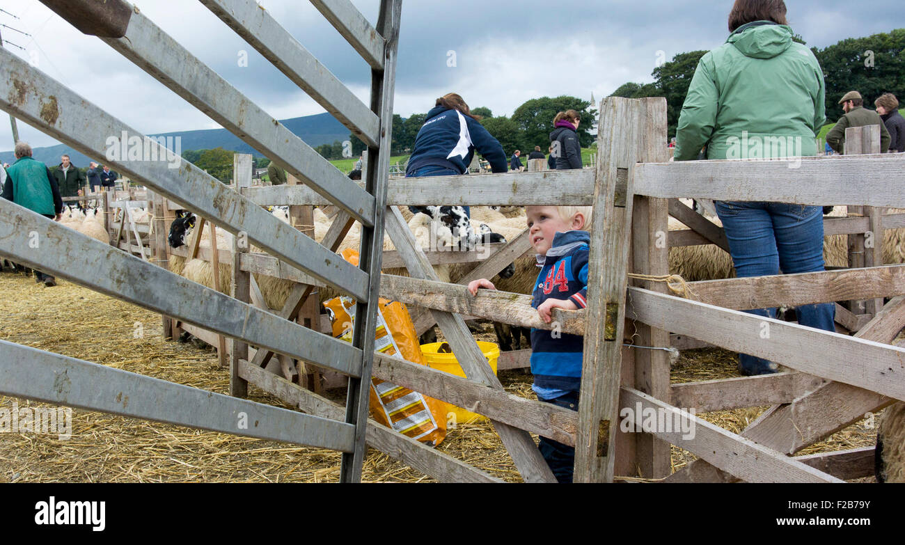 Hawes, North Yorkshire, UK. 14th September, 2015. The harvest of the