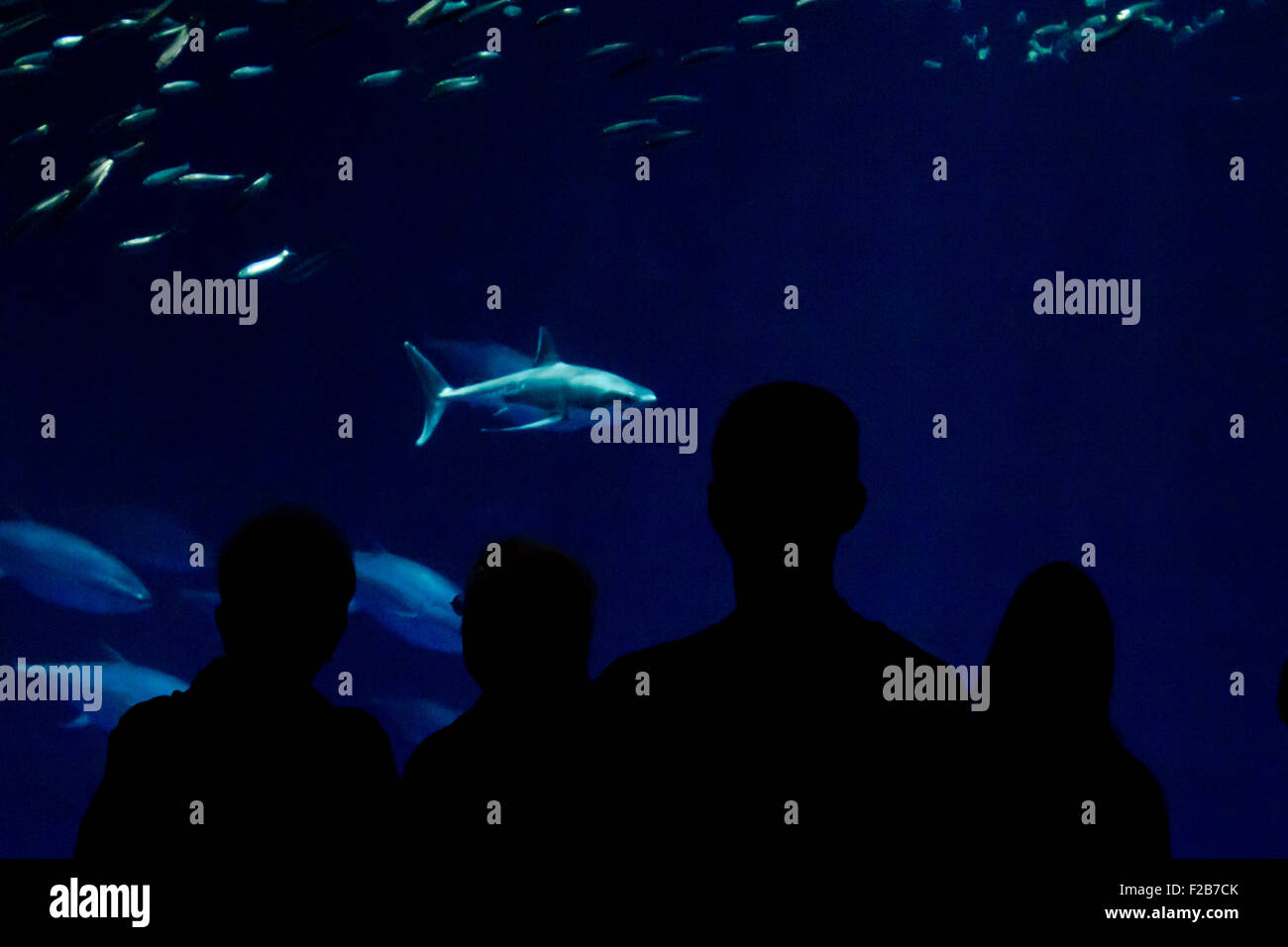 Tourists watch a captive baby Great White Shark, Carcharodon carcharias, at Monterey Bay Aquarium, Monterey, California, USA Stock Photo