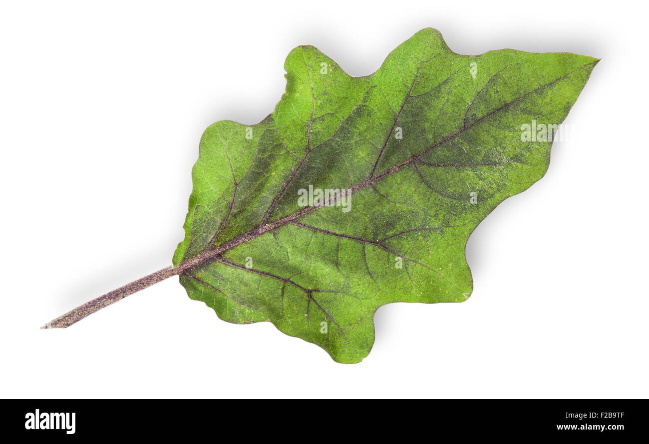 Single green leaf of eggplant isolated on white background Stock Photo