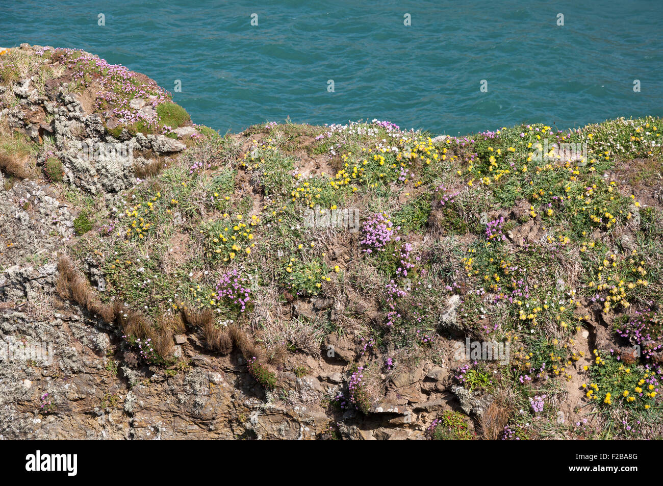 Colourful spring wildflowers on cliffs in Pembrokeshire, West Wales