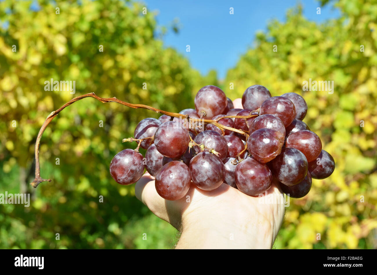 Bunch of grapes in the hands Stock Photo Alamy
