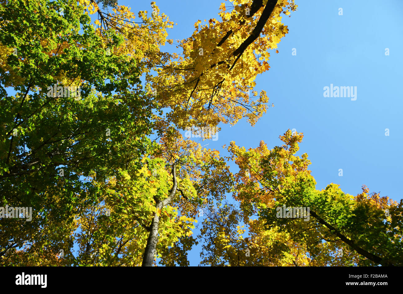 Autumn trees against blue sky Stock Photo - Alamy
