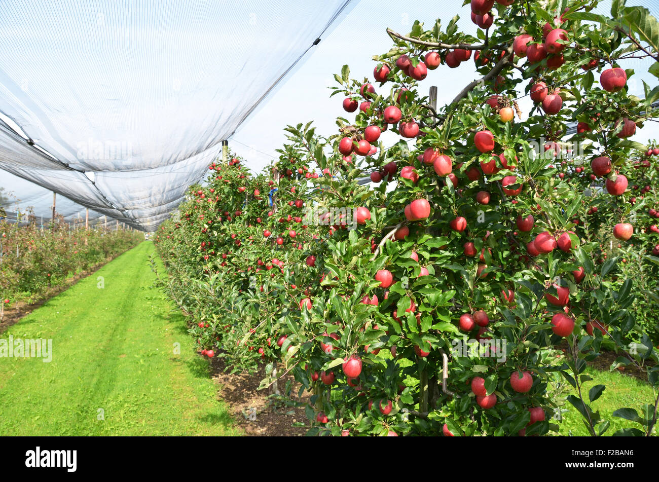 Ripe apples on the tree Stock Photo - Alamy