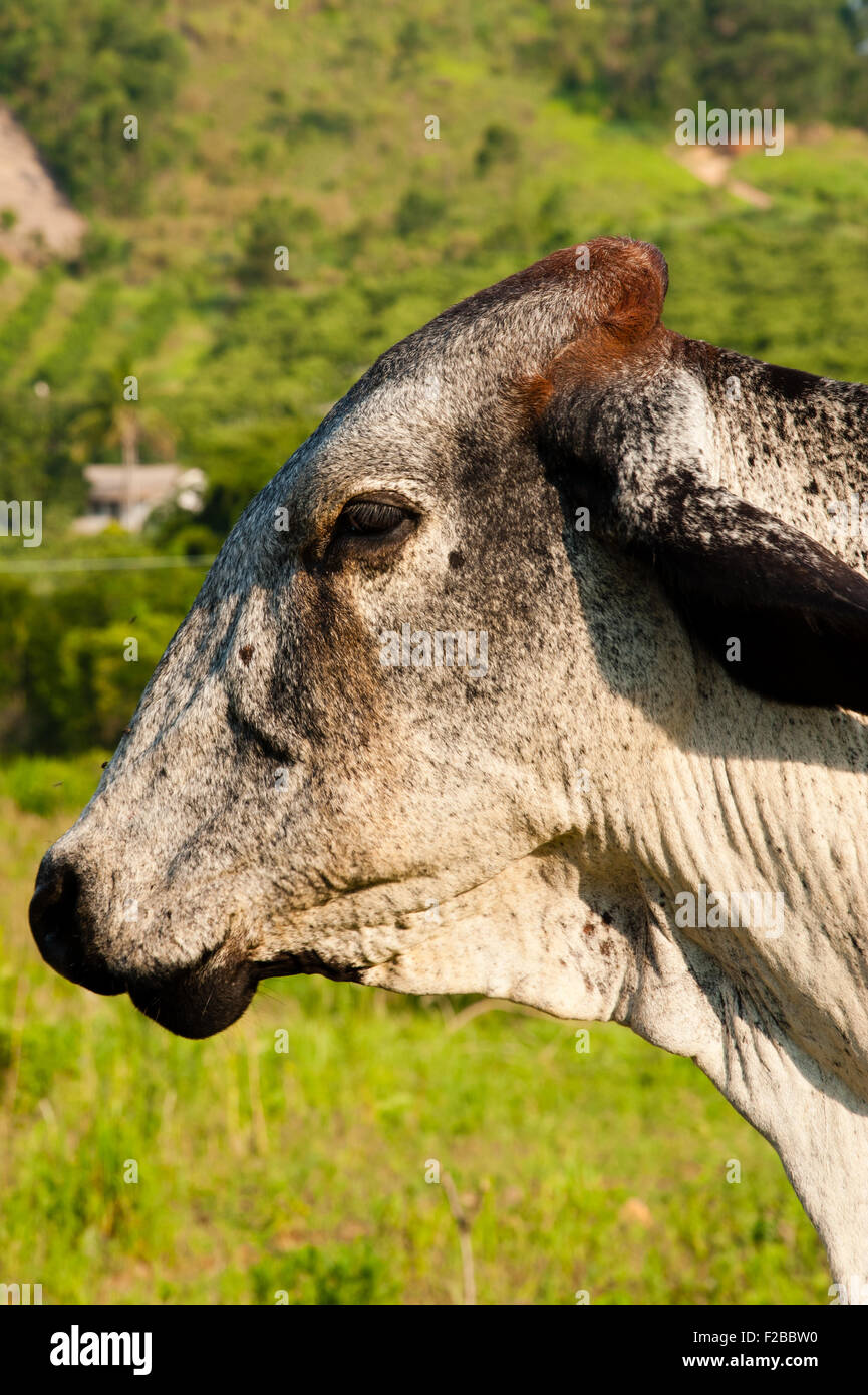 Closeup of a cow, Brazil Stock Photo Alamy