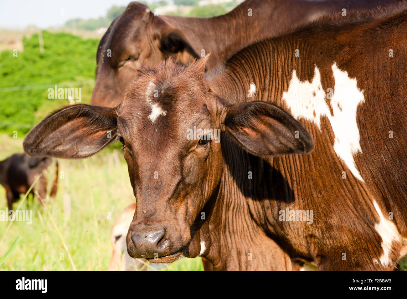 Cow in a field, Brazil Stock Photo Alamy