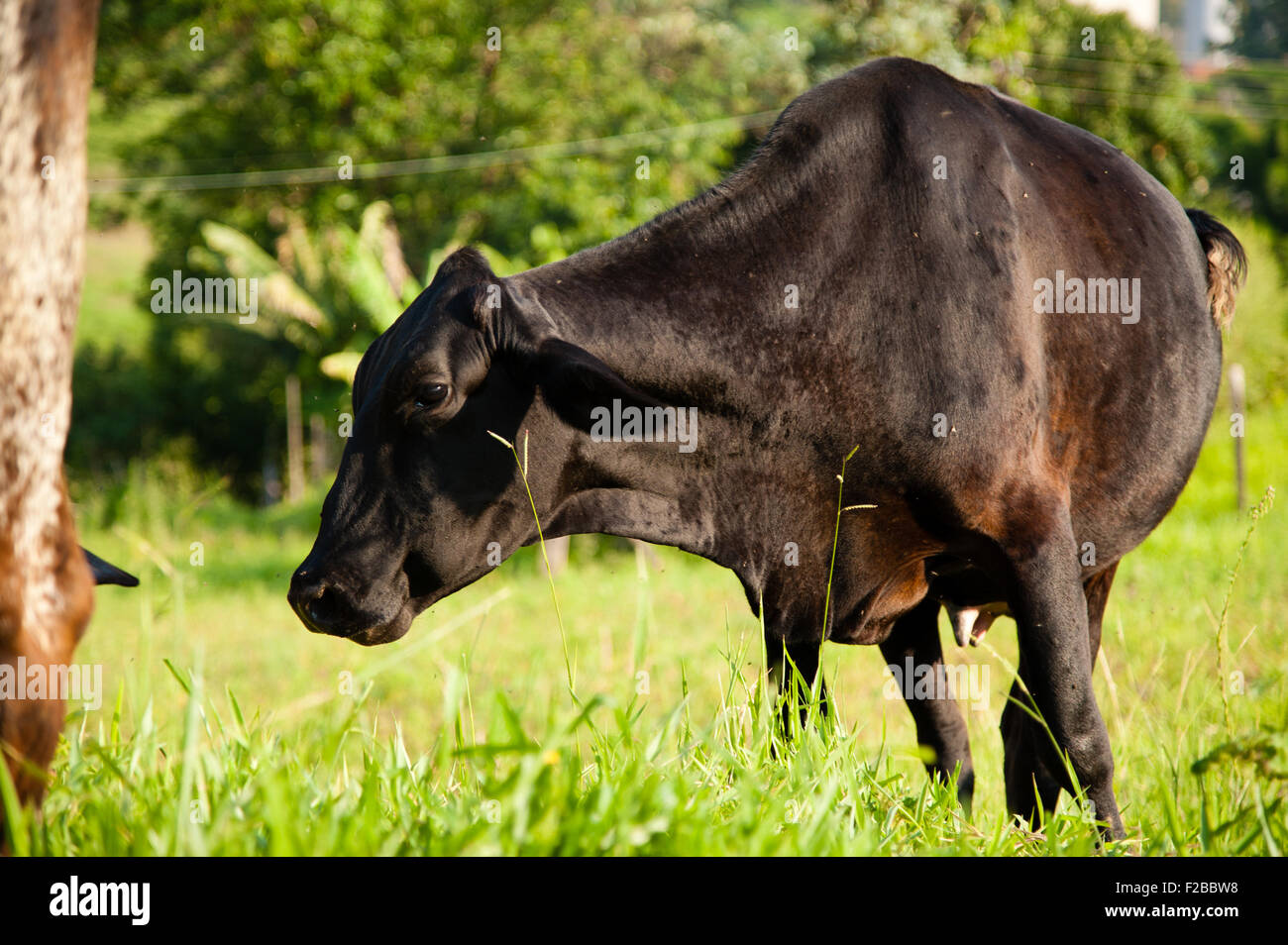 Black cow in lush green countryside field Stock Photo - Alamy