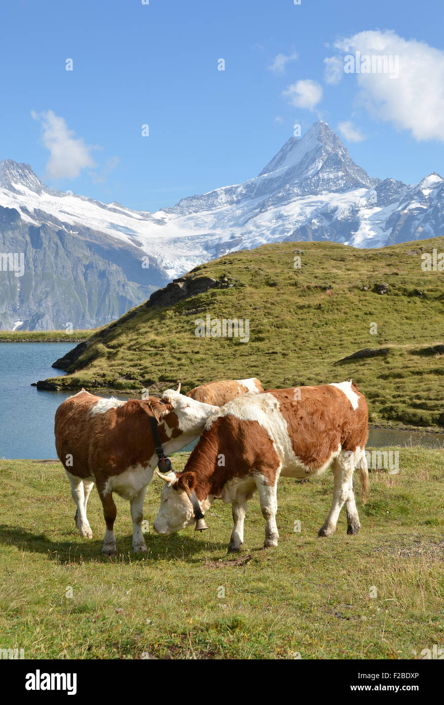 cows-in-an-alpine-meadow-jungfrau-region-switzerland-stock-photo-alamy