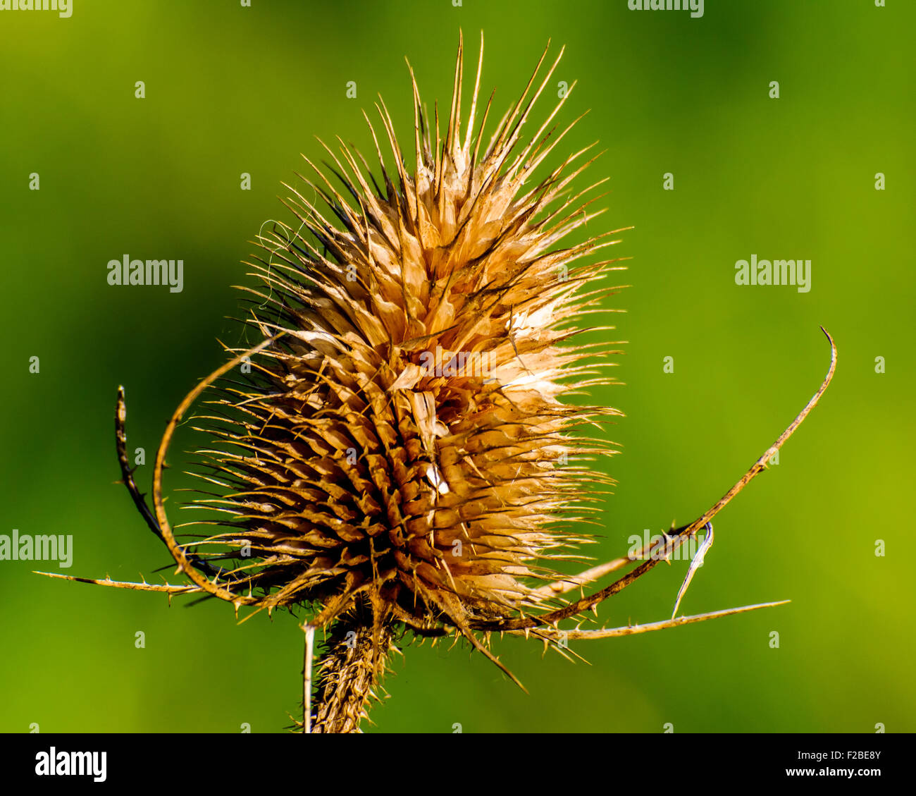 Close up of dry Wild Teasel Stock Photo