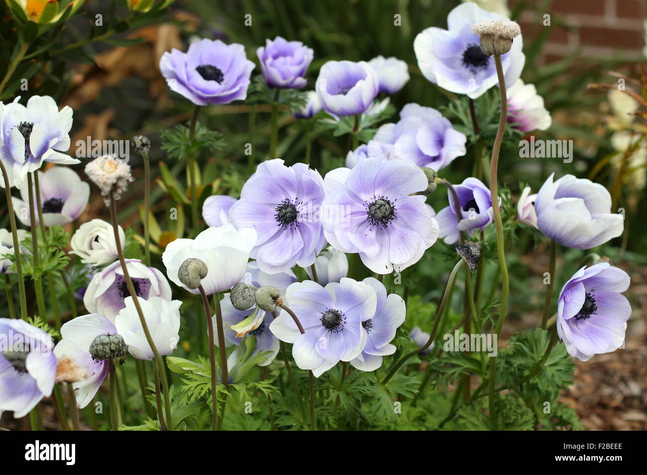 White anemones with purple tinge on petals Stock Photo