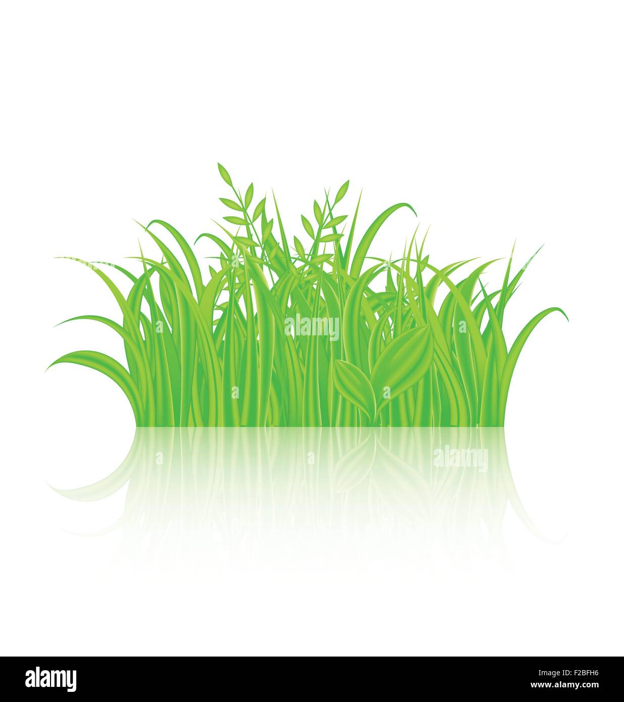 Green grass with reflection isolated on white background Stock Vector ...