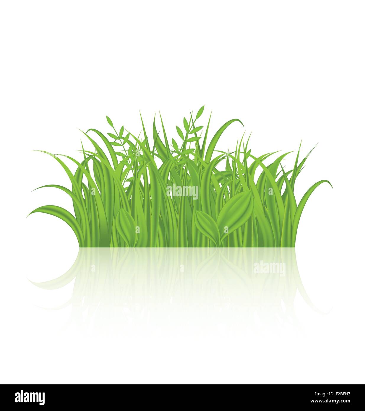 Green grass with reflection isolated on white background Stock Vector ...