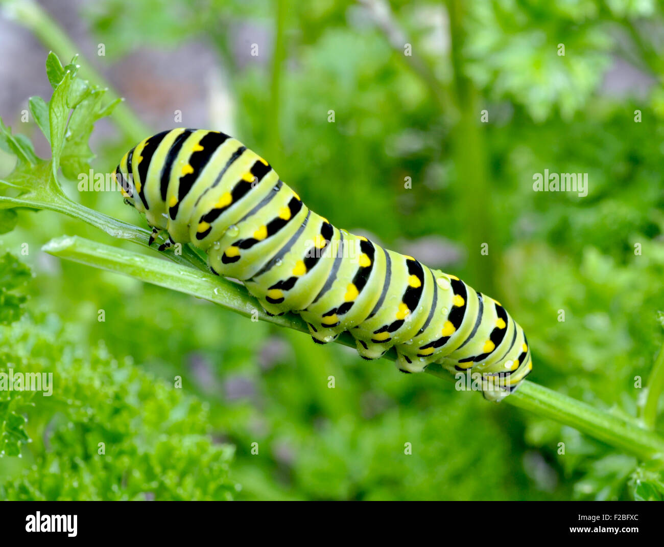 Black Swallowtail caterpillar feeding on parsley Stock Photo