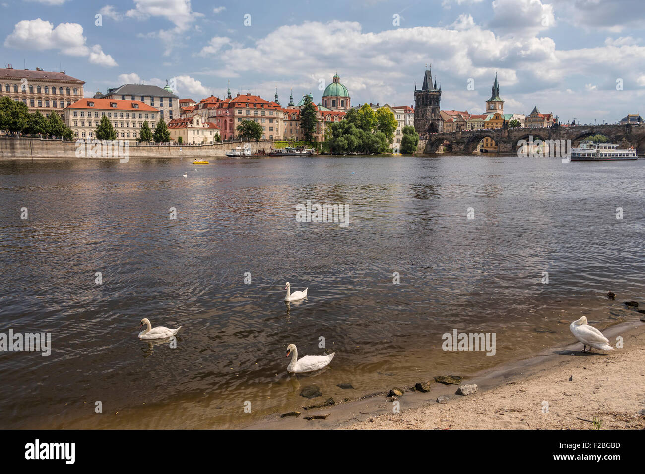 Old town and charles bridge and swans on river Vltava in Prague. Stock Photo