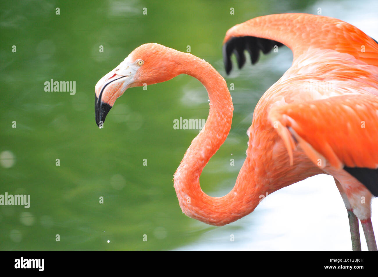 Pink flamingo in water Stock Photo - Alamy