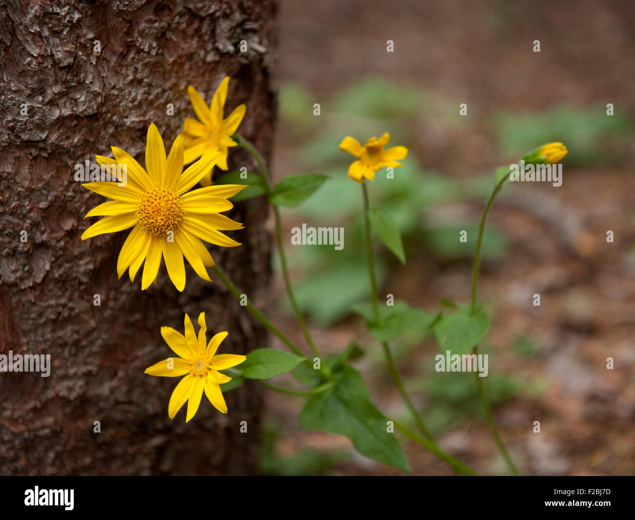 A Broadleaf Arnica (Arnica latifolia) contrasted against a tree trunk Stock Photo