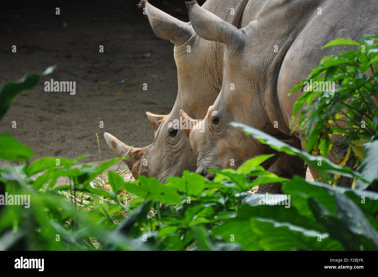 Two rhinos eating together. Stock Photo