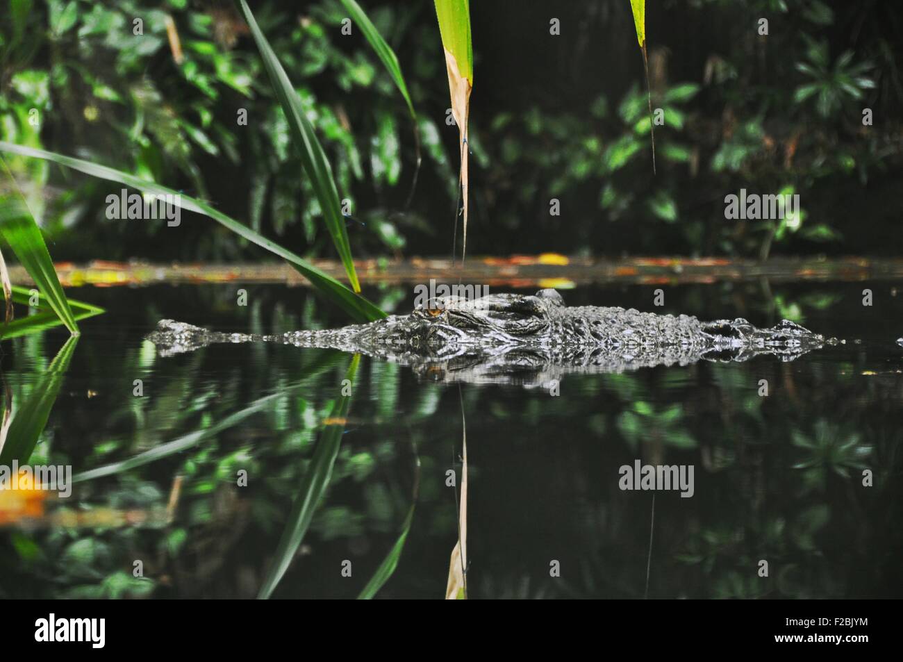 crocodile hiding on the surface. Stock Photo