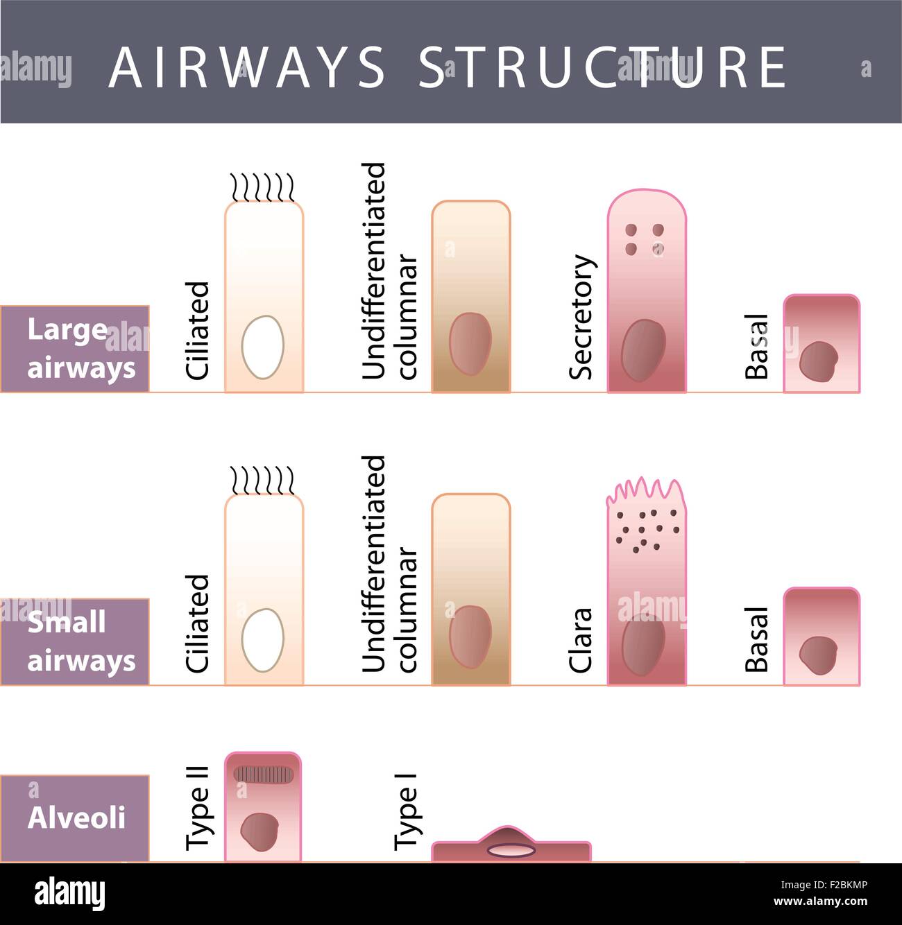 Nasal mucosa cells and micro cilia vector scheme Stock Vector