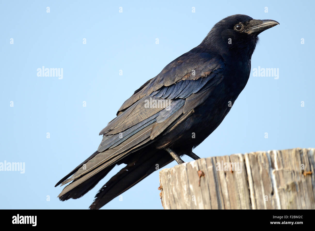 American Crow Standing on Piling Stock Photo