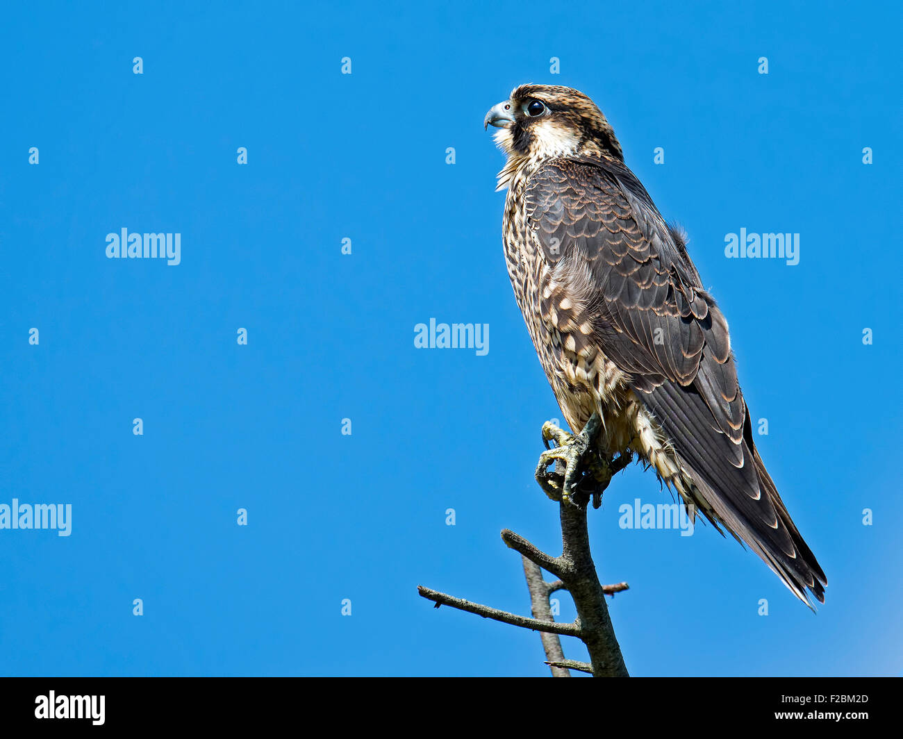 Juvenile peregrine falcon hires stock photography and images Alamy