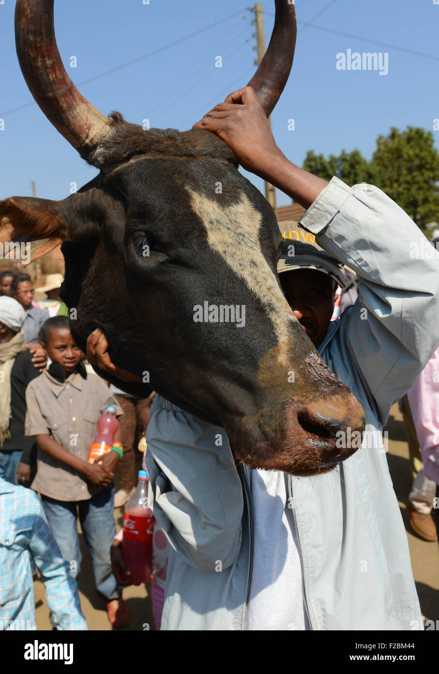 A Zebu bull sacrificed during the Famadihana festival in Madagascar. Stock Photo